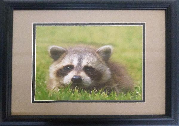 Raccoon